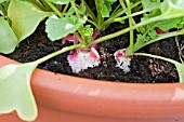 RADISHES GROWING IN A LARGE POT