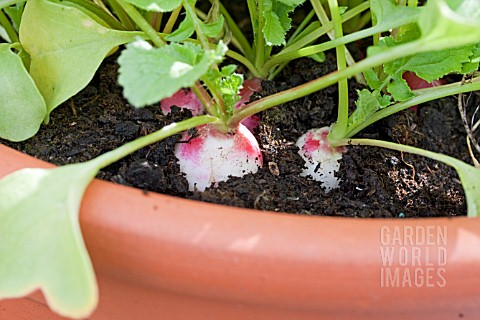 RADISHES_GROWING_IN_A_LARGE_POT