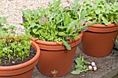 CARROTS, SALAD GREENS AND RADISHES IN POTS