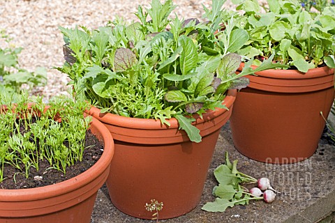 CARROTS_SALAD_GREENS_AND_RADISHES_IN_POTS