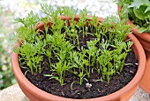 SEEDLING CARROTS GROWING IN A LARGE POT