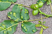 WALNUT LEAF GALLS CAUSED BY GALL MITE ACEREA ERINOEA