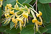 LONICERA TRAGOPHYLLA MAURICE FOSTER