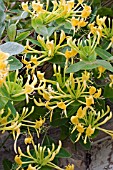 LONICERA TRAGOPHYLLA MAURICE FOSTER