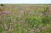 GRASSLAND AT CLEY WASHES, NORFOLK