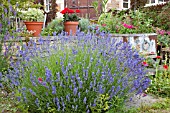 LAVENDER IN GRAVEL GARDEN AT WAKEFIELDS