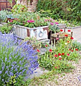 LAVENDER IN GRAVEL GARDEN AT WAKEFIELDS