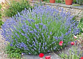 LAVENDER IN GRAVEL GARDEN AT WAKEFIELDS