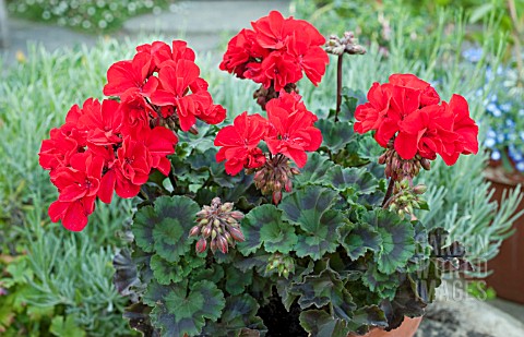 PELARGONIUM_ABELINA