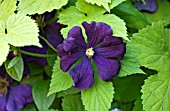 CLEMATIS VITICELLA ETOILE VIOLETTE WITH  HUMULUS LUPULUS AUREA