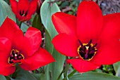 TULIPA  MADAME LEFEBER SYN  TULIPA RED EMPEROR