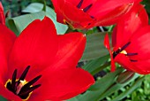 TULIPA  MADAME LEFEBER SYN. TULIPA RED EMPEROR