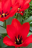 TULIPA  MADAME LEFEBER SYN. TULIPA RED EMPEROR