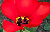 TULIPA  MADAME LEFEBER SYN. TULIPA RED EMPEROR CLOSE-UP OF FLOWER.