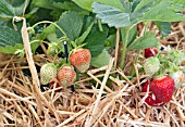 STRAWBERRY AMELIA RIPENING IN STRAW