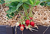 STRAWBERRY AMELIA RIPENING IN STRAW