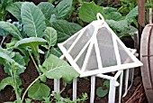 OLD FASHIONED CLOCHE WITH YOUNG BRASSICA PLANTS