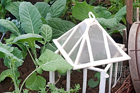 OLD_FASHIONED_CLOCHE_WITH_YOUNG_BRASSICA_PLANTS