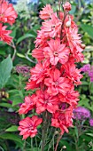 DELPHINIUM RED CAROLINE