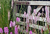 FRANCOA SONCHIFOLIA