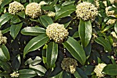 SKIMMIA JAPONICA FRAGRANS