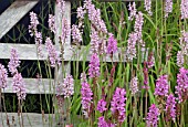 FRANCOA SONCHIFOLIA