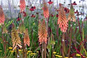 KNIPHOFIA TIMOTHY