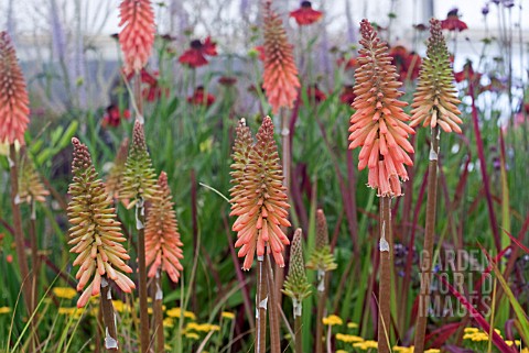 KNIPHOFIA_TIMOTHY