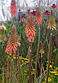 KNIPHOFIA TIMOTHY