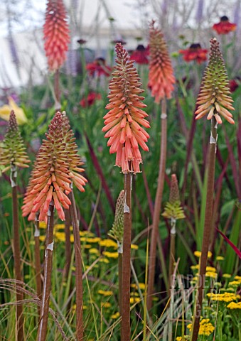 KNIPHOFIA_TIMOTHY