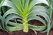 LEEK GROWING IN A BED