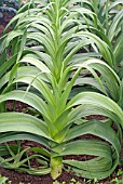 LEEKS GROWING IN A BED