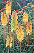 KNIPHOFIA AMSTERDAM