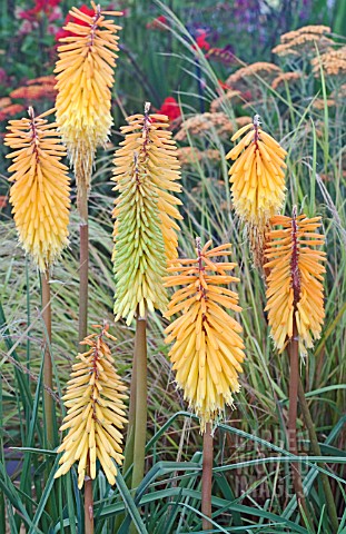 KNIPHOFIA_AMSTERDAM