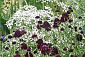 SCABIOSA ATROPURPUREA CHILE BLACK