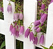 CAMPANULA  PUNCTATA RUBRIFOLIA AND WHITE PICKET FENCE