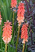 KNIPHOFIA STRAWBERRIES AND CREAM