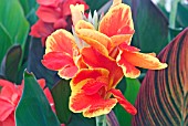 CANNA INDICA ROSEMOND COLES