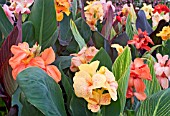 CANNAS IN A DISPLAY