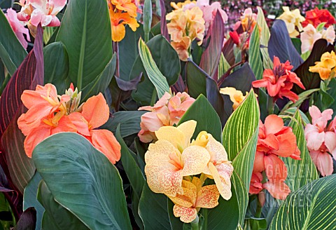 CANNAS_IN_A_DISPLAY