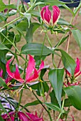 GLORIOSA SUPERBA ROTHSCHILDIANA