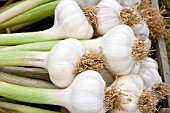 GARLIC, FRESHLY HARVESTED