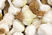 HARVESTED GARLIC