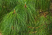 PINUS HARTWEGII SYN. PINUS MONTEZUMAE,  YOUNG STEMS