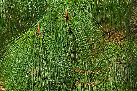 PINUS_HARTWEGII_SYN_PINUS_MONTEZUMAE__YOUNG_STEMS