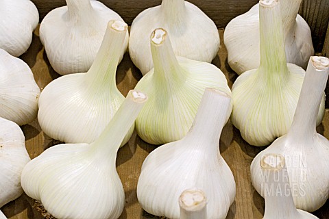 GARLIC_HARVESTED_CLEANED_AND_READY_TO_DRY