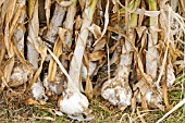 GARLIC HARVESTED FOR DRYING