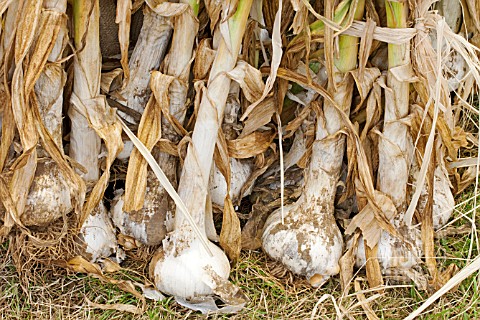 GARLIC_HARVESTED_FOR_DRYING