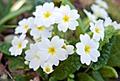 PRIMULA VULGARIS - WHITE FLOWERED FORM