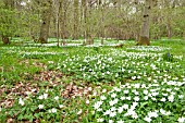 WOOD ANEMONES AND WILD FLOWERS